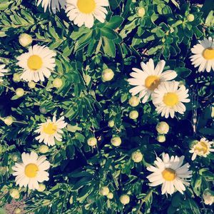 Meet your Posher, Cali